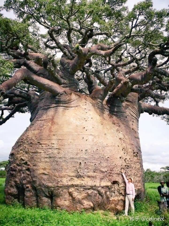 tangem2009's tweet photo. The #Baobab tree, our ancestors #venerated it for its usefulness. #Food, nutrition, water, purification, land protection, air, shelter, manufacturing, spirituality & love. #Indigenousknowledge @GreenWallAfrica @auggwi @Treesftf @1_billiontrees @TrillionTreesEU @TREEAID https://t.co/Yy2xWBcs9F