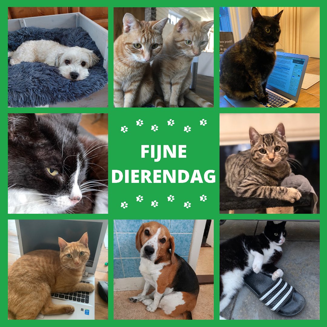 Fijne #Dierendag! Groetjes van de huisdieren van GroenLinksaf 🐈🐾🐶
#elkedagdierendag