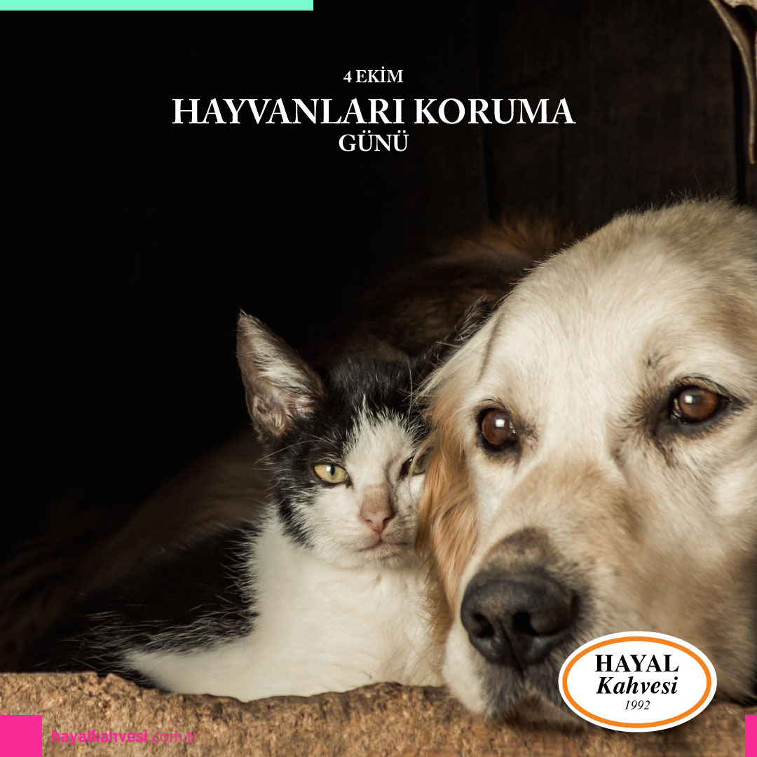 OfficialHayal's tweet photo. Patili dostlarımızı yalnızca bugün değil her gün koruyalım, sevelim, sahip çıkalım. Hayvanları Koruma Günü kutlu olsun! 🐾🤍

#HayvanlarıKorumaGünü https://t.co/nFYejrGmnw