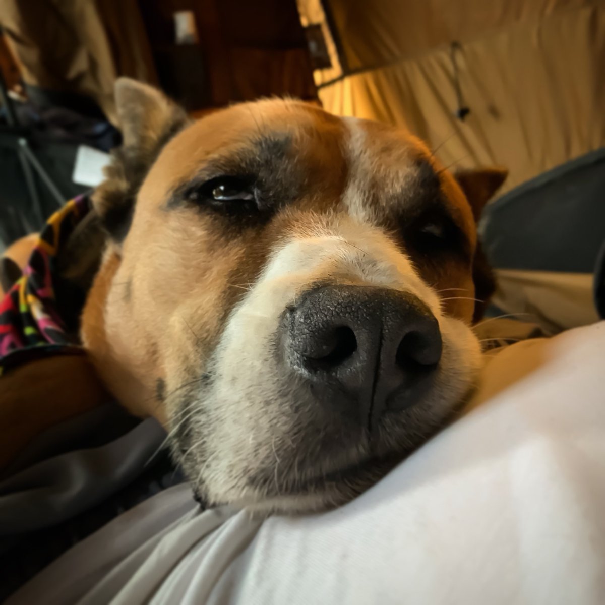KudaTheStudioDog tweet media