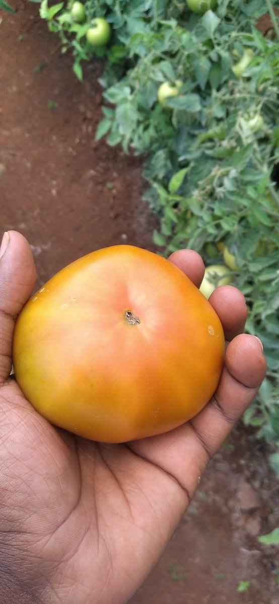 Ba Zuva 🇿🇼🇬🇲 tweet media