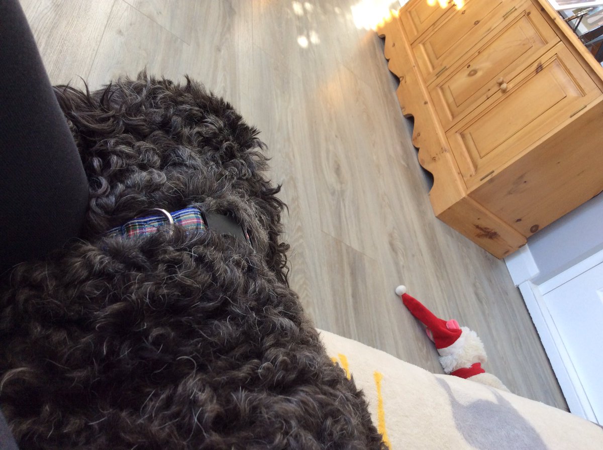 TailsCockapoo's tweet image. Bodger, my gorgeous cockapoo, is on foot warming duties this morning whilst his friend Buddy snuggles nearby- dog sitting really is the the best 🐾