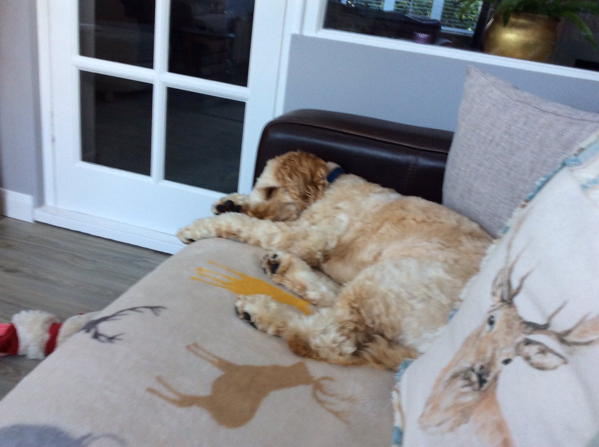 TailsCockapoo's tweet image. Bodger, my gorgeous cockapoo, is on foot warming duties this morning whilst his friend Buddy snuggles nearby- dog sitting really is the the best 🐾