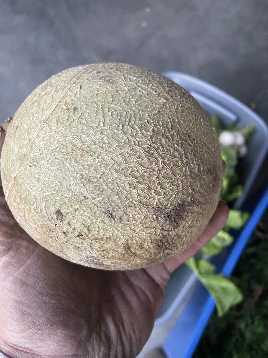 JeremyFlynn10's tweet photo. 64 of these...grown in Alaska!!! https://t.co/Kq3rGLZ0SQ