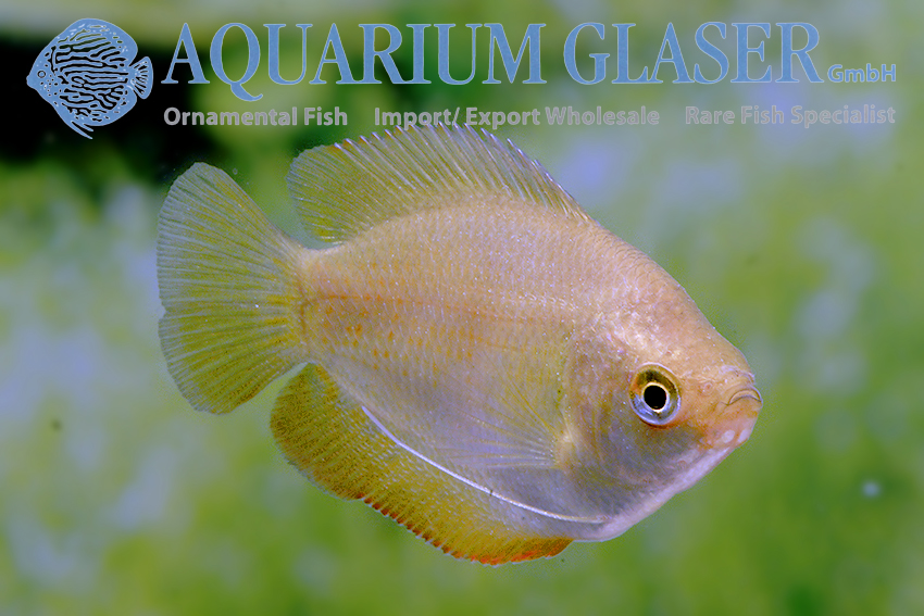 aquariumglaser's tweet photo. #Colisa #lalia "#Flame #Red"
find more details and pics @ https://t.co/kgExUnuDLM https://t.co/0ctfzgk14k