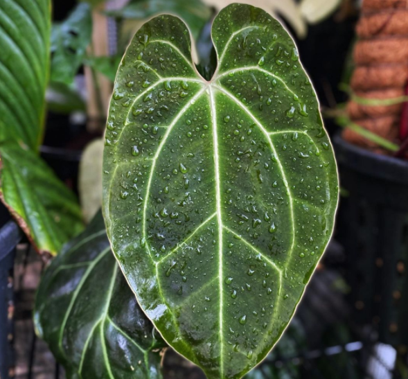 MarcTchouanche's tweet photo. Always love it when I go to the garden and give my plants a shower.

This anthurium besseae af has that near perfect balance between that shade of green and veins which makes it all the more attractive.

#anthuriums #anthuriumbesseaeaff #plantsmakepeoplehappy https://t.co/ArhtGuSyyZ