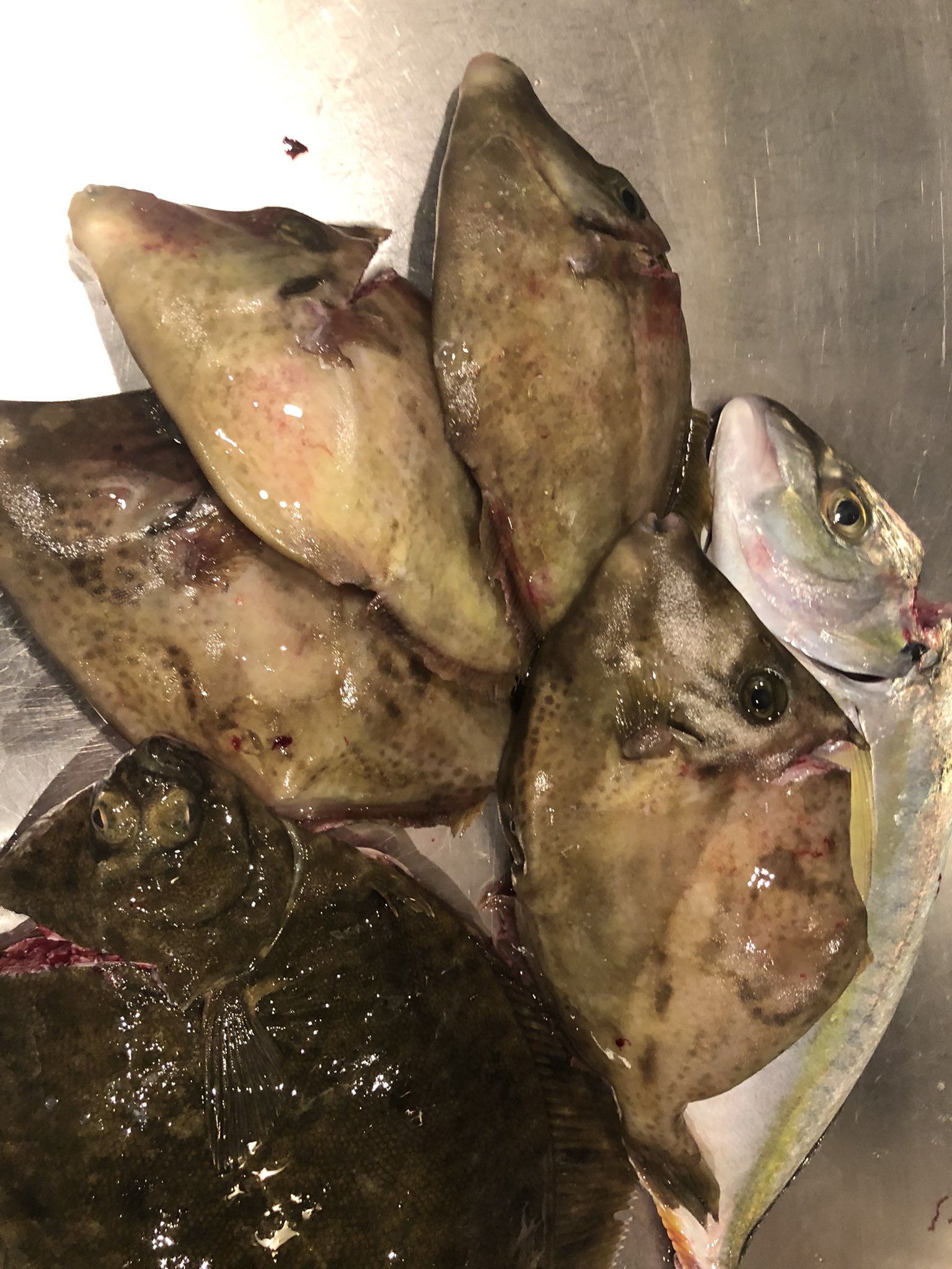 西荻窪しんぽ カワハギ 平目 シマアジの集合写真 小柴の太刀魚 北海道の白子 北海道の秋刀魚 本日は塩焼きの他に 何と秋刀魚と松茸を挟んで挟み焼きにします 贅沢 T Co Ijixnaxfsx Twitter