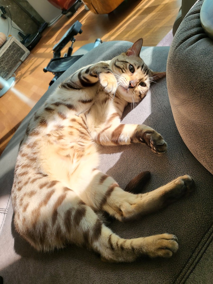 광합성 고양이 #세니의_하루