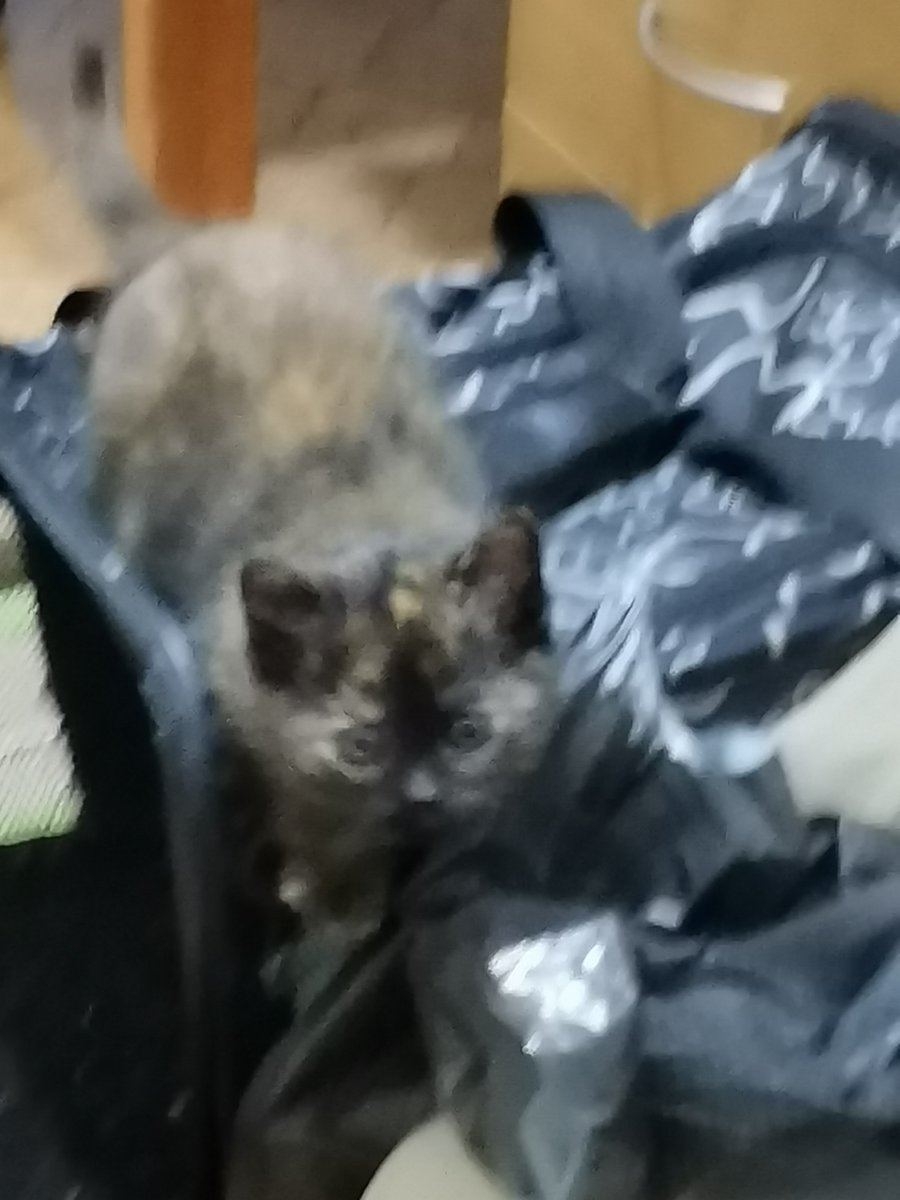 sus_blaze's tweet photo. @mmoriqomm i love your art and recently i got a new kitten that looks just like the black mimir (couldn't get a good photo cuz she won't stay still 😌) https://t.co/ApBrpVdJNg