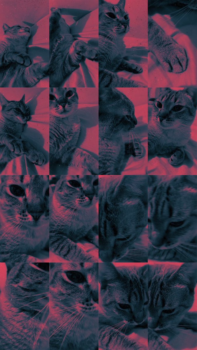 quigonlotta's tweet photo. #cats #CatsOfTwitter #CoolCats #CoolCatsNFT #digitalart #cupcat #nft #DigitalTransformation https://t.co/OPQwqY4Xld