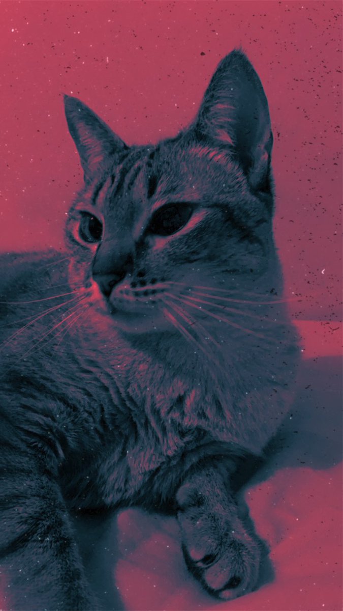 quigonlotta's tweet photo. #CatsofTwittter #PhotoOfTheDay #PhotographyIsArt #photographer #iphonephotography https://t.co/EED16lOxbV