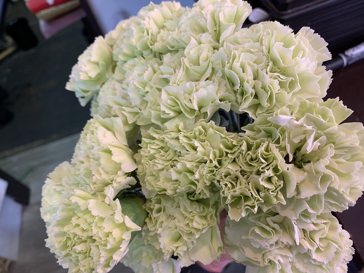 Hiuメンバーで運営 高級胡蝶蘭専門 グリーンベル 花屋 日本橋兜町 Greenbell1999 Twitter