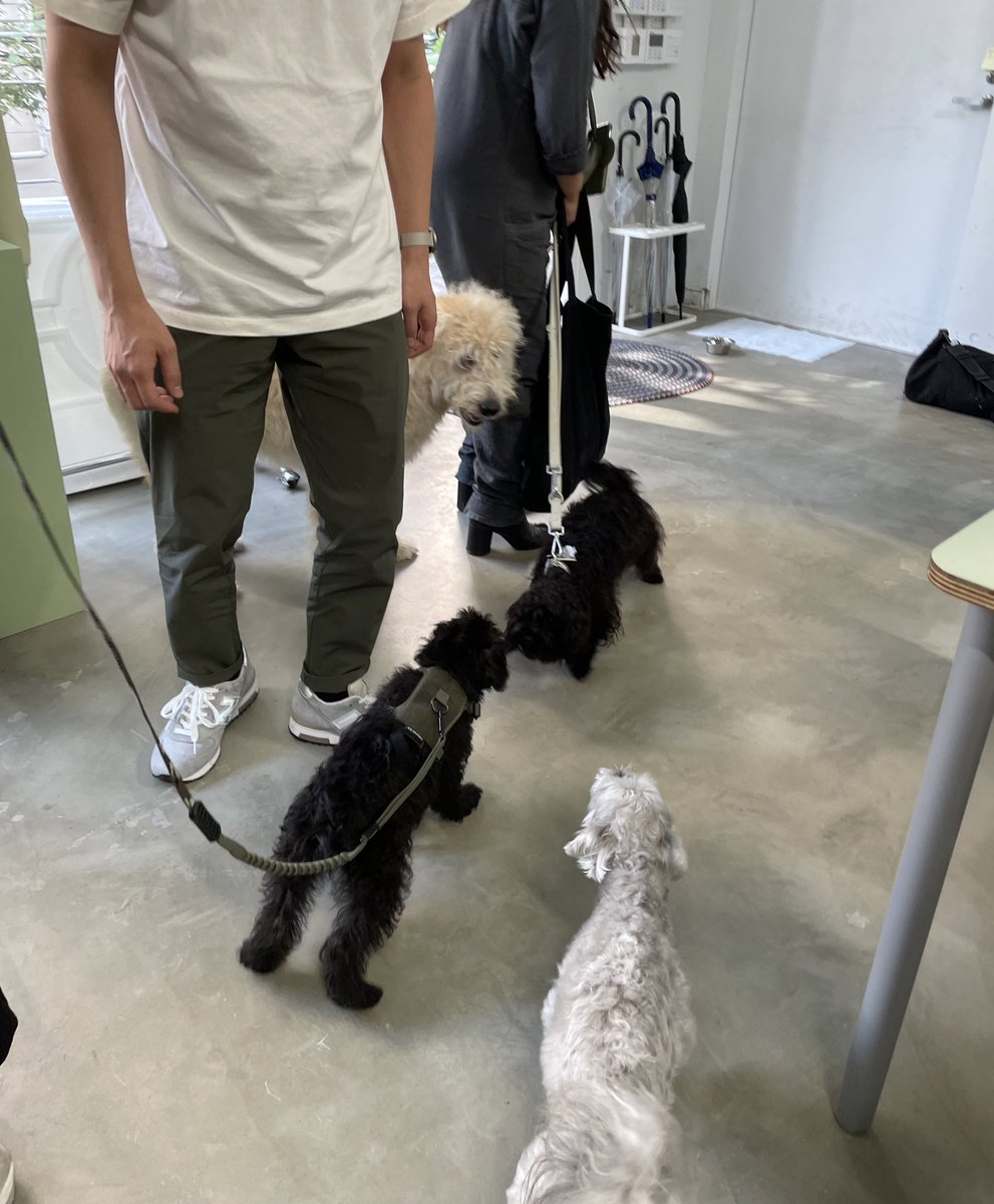 franky_dogs's tweet photo. 早速、みんなで出張の計画中です。 https://t.co/TyKT9xMoQN