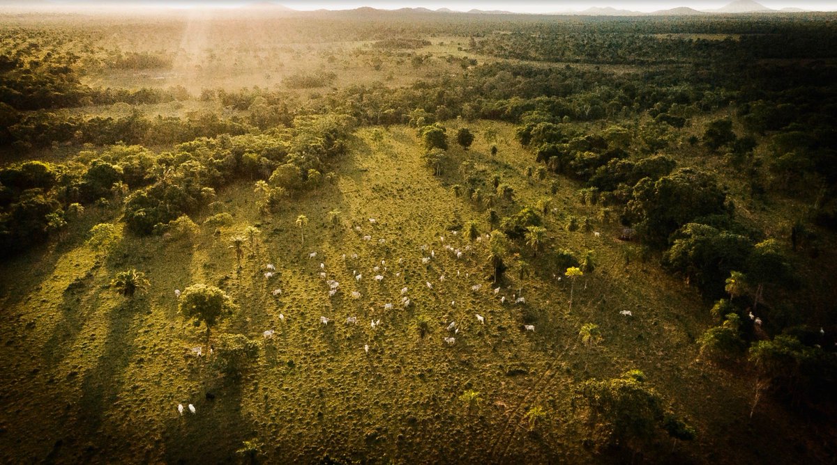 La Pradera ranch spans over 3 200 ha of Bolivian countryside. The Finka Token is a pioneering digital asset, entitling token holders to their share of the Net Operating Revenue of the La Pradera ranch. The ranch has been cash positive for the last 20 years. 

#SecurityToken