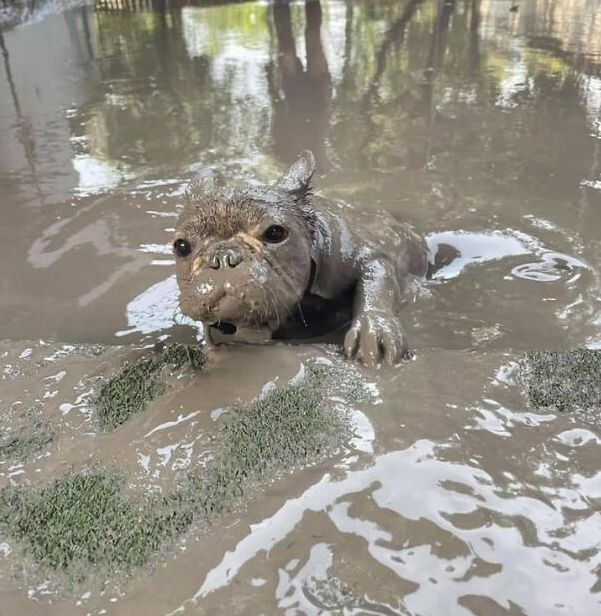 amigoanimalnews's tweet photo. ¿perro o hipopótamo? 😮 #perros #fotosgraciosas https://t.co/2VCllGazWQ