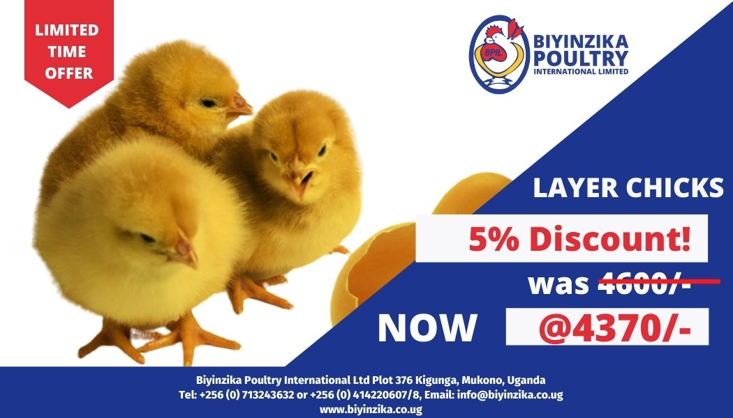 BiyinzikaUg's tweet photo. LAYER CHICKS LIMITED TIME DISCOUNT OFFER
We are giving our esteemed customers both new and old, a 5% discounted offer on all day old layer chicks.  
BOOK NOW from any of our branches country wide while offer lasts. 
#poultryfarming #layerchicks #booknow #Biyinzikapoultry https://t.co/MWyCSyUloL