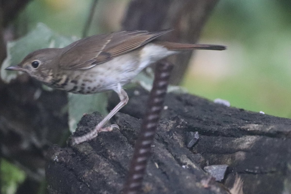 Hello #Monday ❤️ a happy capture ! A Hermit Thrush in the rain , in my yard! Love the long legs❤️ #thrush #hermitthrush #bird #birds #birdwatching #birdphotography #naturelovers #NaturePhotography #TwitterNatureCommunity ❤️