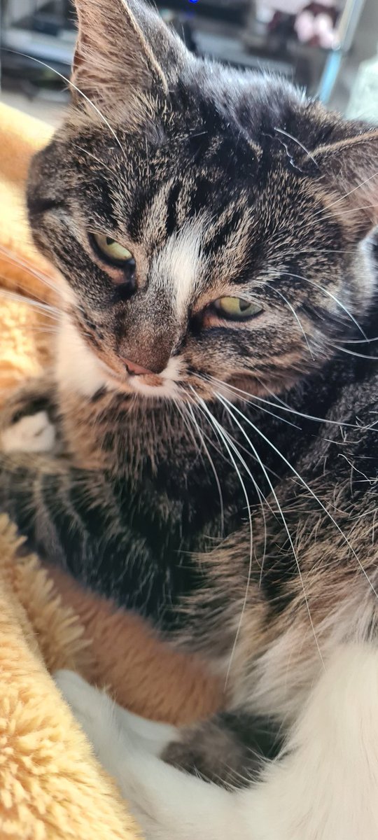 Danielsan57C's tweet photo. Couldn't love this little one any more ❤  #supportpet #molly https://t.co/3OJHYKv6KS