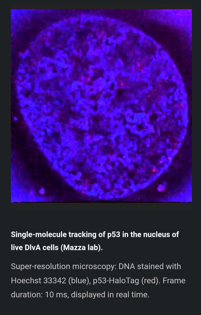 PEP_NET_ITN's tweet photo. Are you interested in setting up Single Molecule Tracking for your project? Members of the Mazza lab @shiner80 are sharing a protocol for SMT with Halotag in adherent mammalian cells. Check it out 😎👉🏻 https://t.co/l0XAoqmcDD https://t.co/XqxxdUKSuR