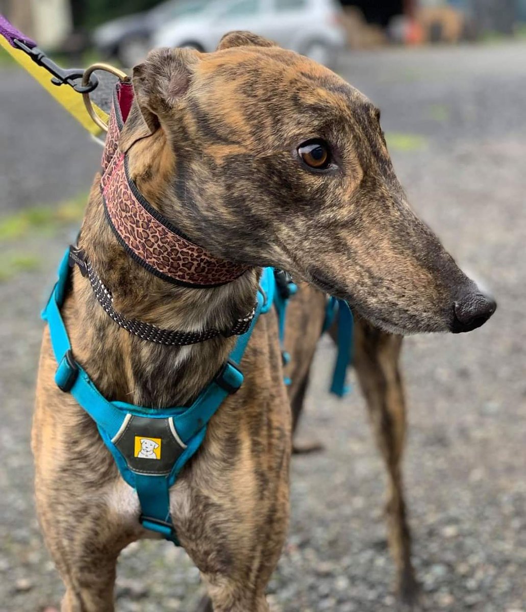 Shy boy WOLFIE arrived last week, welcome lovely lad. 🤩 @MakantsGreys #dogsoftwitter #DogsofTwittter #dogs #brindle #rescuegreyhound #newarrival #AdoptDontShop #wolfie