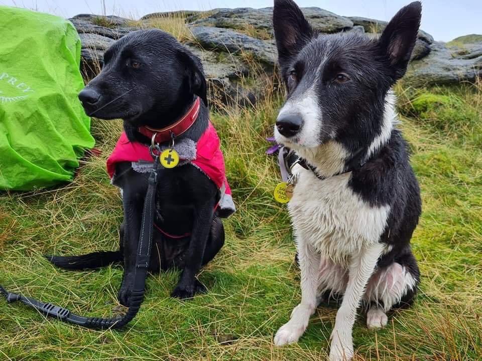 doodlemore's tweet photo. Super 3-days in the Peaks with @MRSearchDogsEng. Bigger areas, harder terrain, steeper ground and harsher conditions. Merryn did brill. Thanks to the volunteer instructors and bodies as always, especially on Saturday which was ‘slightly damp’. https://t.co/FbFoIg1zCv