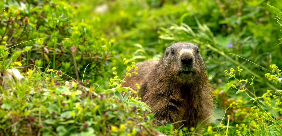 🐱🐸🐦🦫🐝🦋🐢🐘🦇🦔
Heute ist #Welttierschutztag und auch mit #citizenscience werden viele Aktivitäten in Österreich zum Tier- und Artenschutz durchgeführt. 

Welche genau findet ihr in unserem Blog: citizen-science.at/blog/heute-ist…