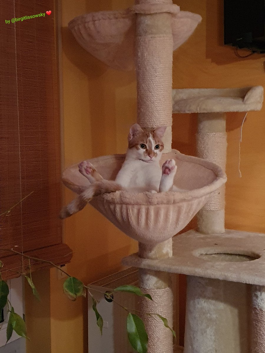 birgitlissowsky's tweet image. When it stays dark for so long in the morning, you know that #Autumn has come 🙀😼 #MondayMotivaton 🙀😹
Have a great #kittyloafmonday pals 😻🐾❤🐈😽