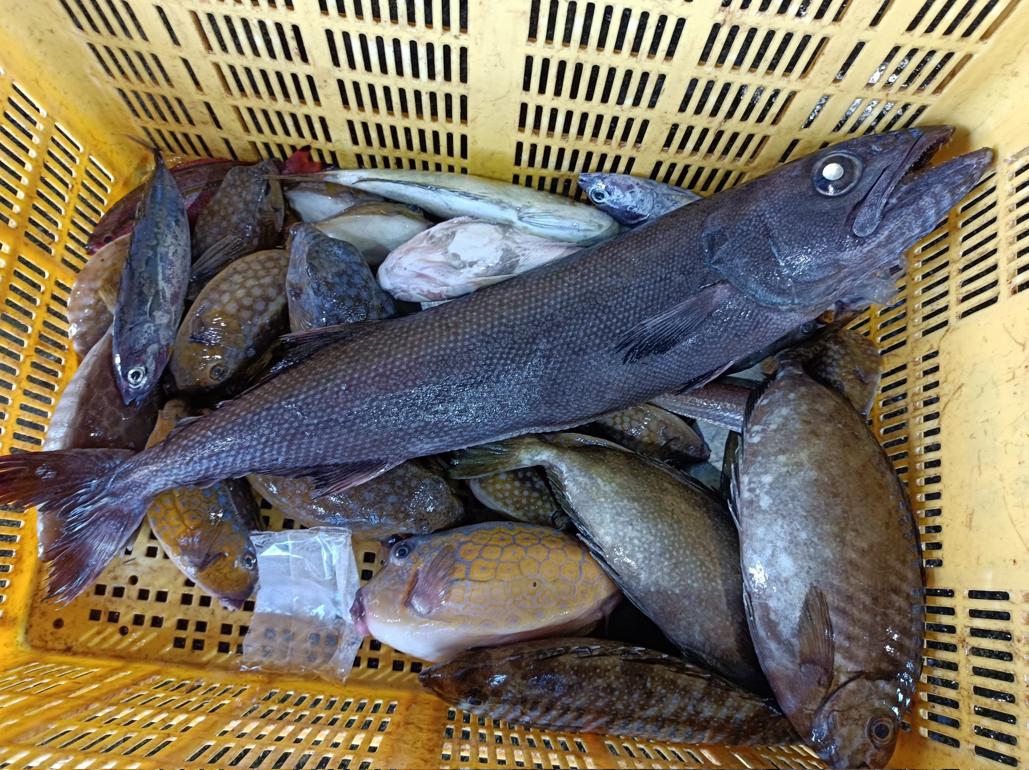 株式会社丸藤 かつお節屋 皆さんこんにちは 丸藤鮮魚の牧野です こちらの黒い魚 実は流通が禁止されている魚でして 名前は バラムツ といいます 人の吸収できないワックスを大量に含んでいて 食べるとお腹を下してしまいます 市場にいると色々な