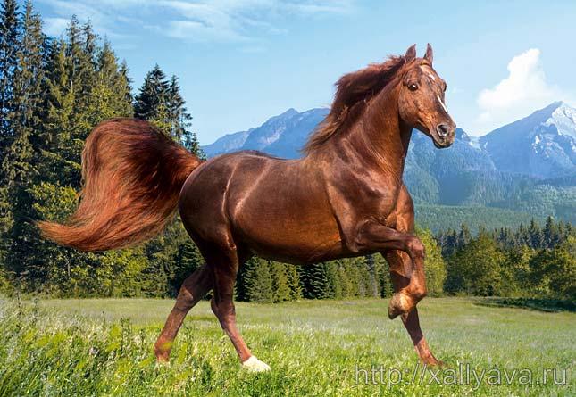 Аппалуза лошадь. Настоящие жеребцы. Фризская лошадь альбинос. Спирит мустанг доннер. Настоящие жеребцы.