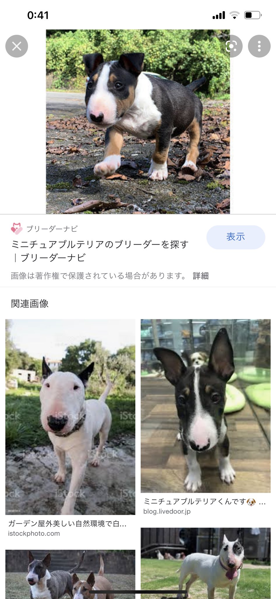 こぶこぶ これは何故かスクショしてたミニチュアブルテリアの画像 柴犬も好きだけどブルテリアも好き T Co Lmgmpki1mv Twitter