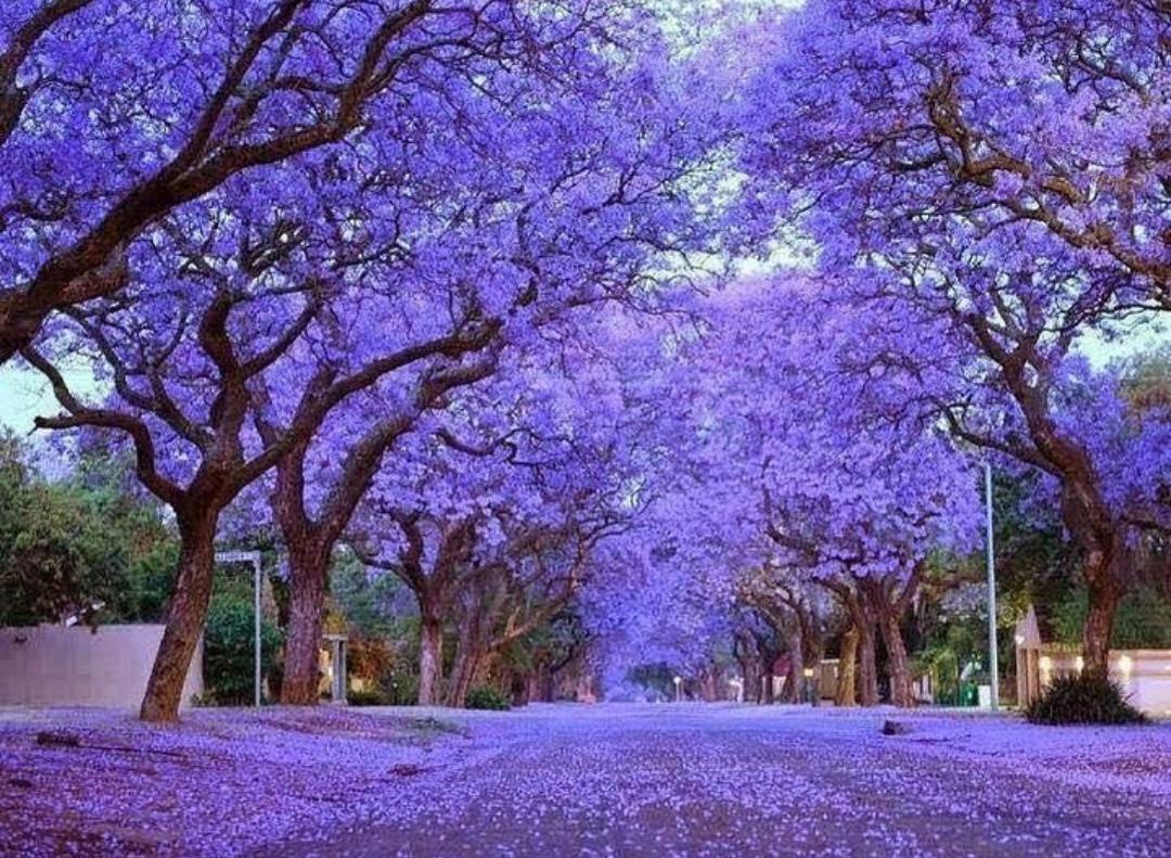 #VisitHarare and enjoy the Jacaranda season