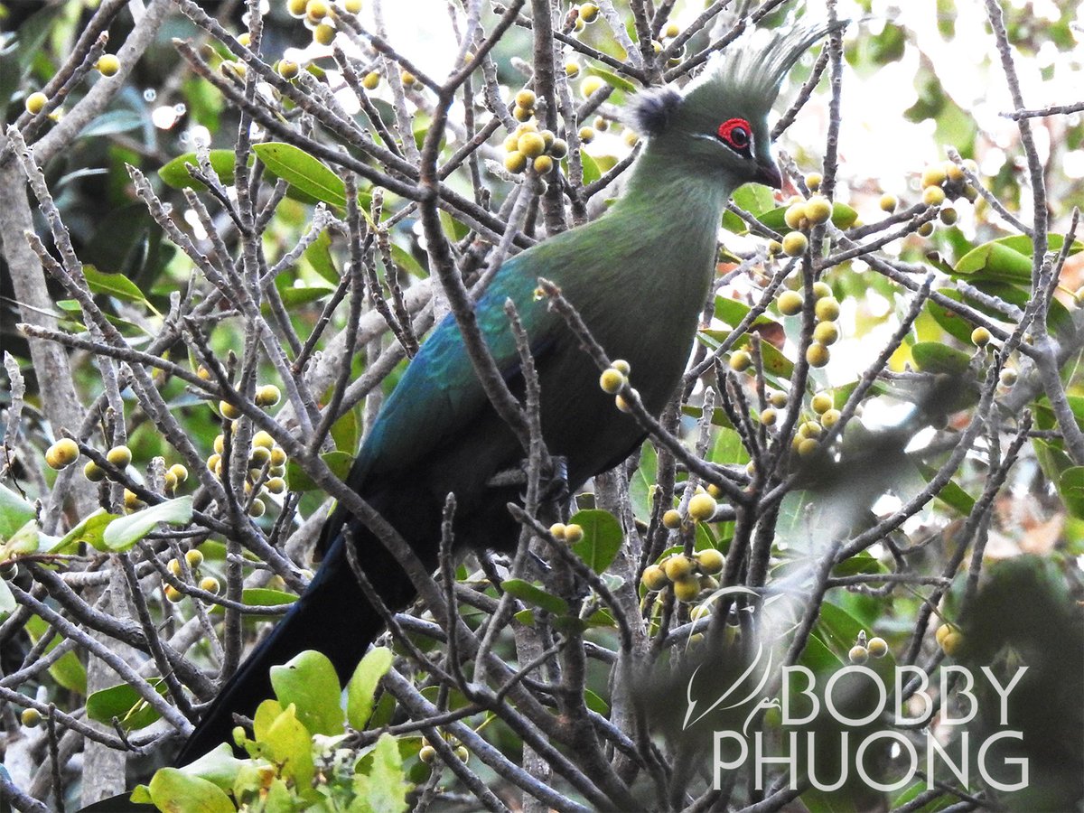 BobbysBirdDex's tweet image. #010 Schalow's Turaco (Tauraco schalowi)
Caprivi Strip #Namibia #Africa

#birds #birding #birdwatching #birdphotography #nature #naturephotography