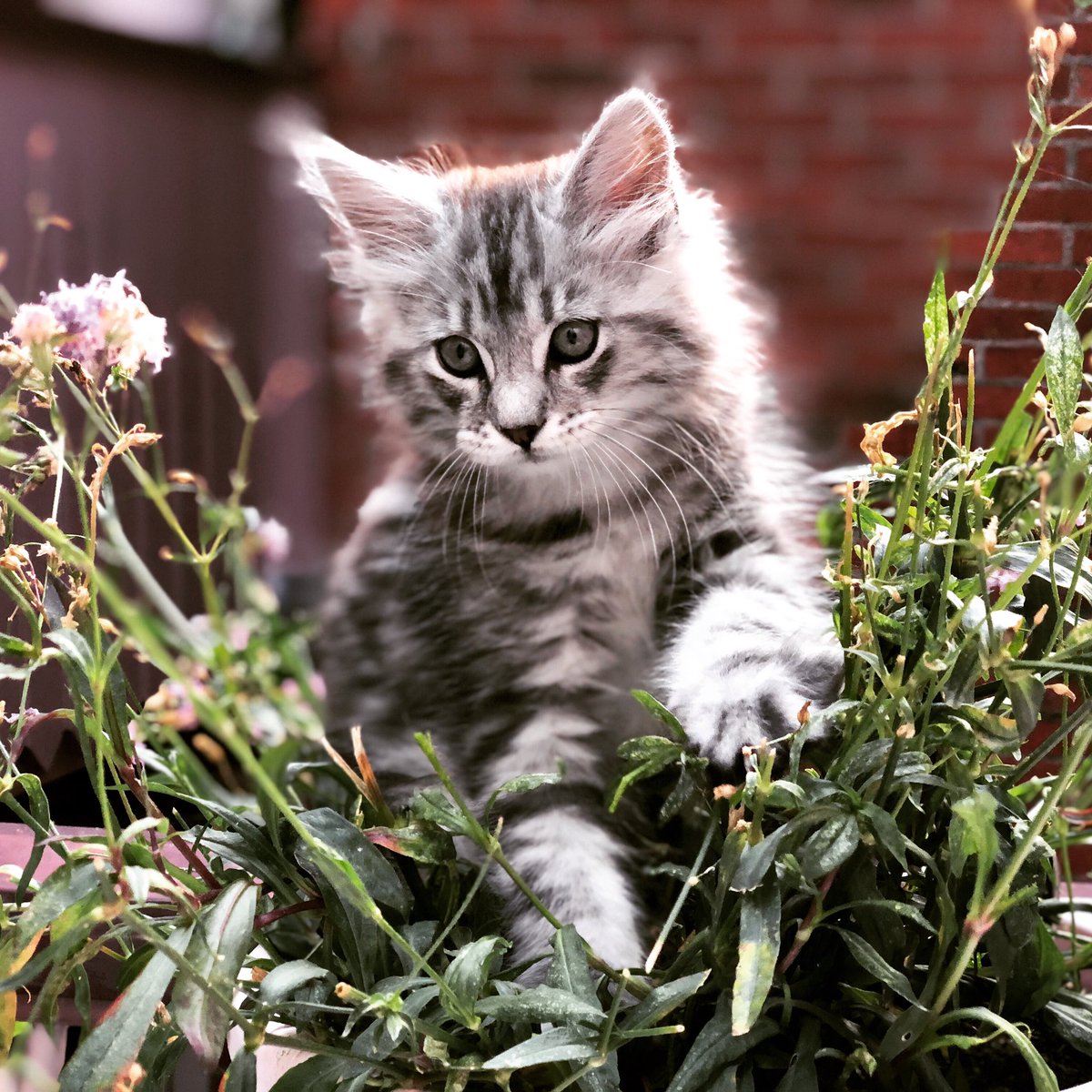 We hebben er een katje bij. Het is een Maleisische tijger. Hij heet Macan. Dat is Maleis voor ‘alles kan stuk’.