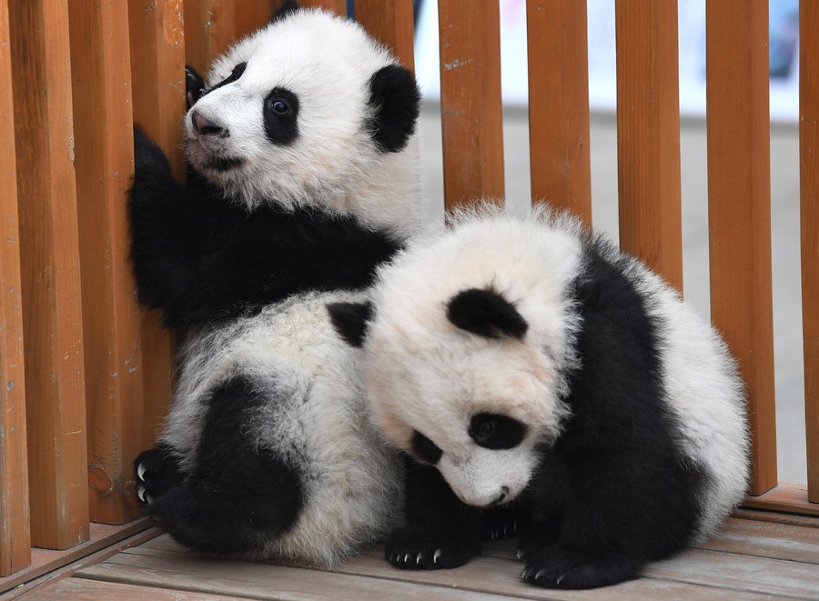 Pandas having