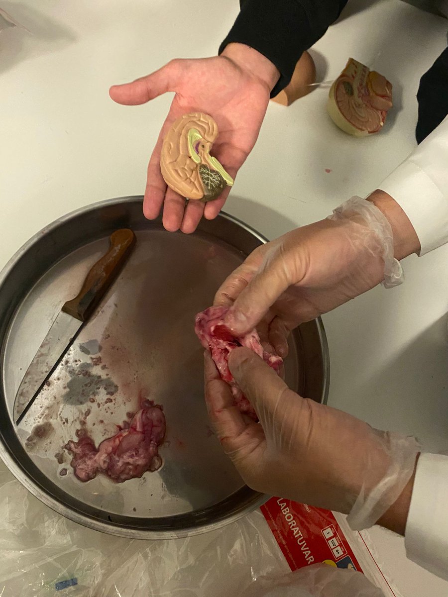 11 A sınıfı ile koyun beyninin ve bölünlerinin incelenmesi. <a href="/ali_aslisen/">Özgür Ali Aslışen</a> <a href="/MeltemCsr/">Meltem Cesur Kılıçaslan</a>  <a href="/TuzlaPrimary/">Doğa Koleji Tuzla Kampüsü</a> <a href="/KilicozMuhammet/">Muhammet Kılıçöz</a>