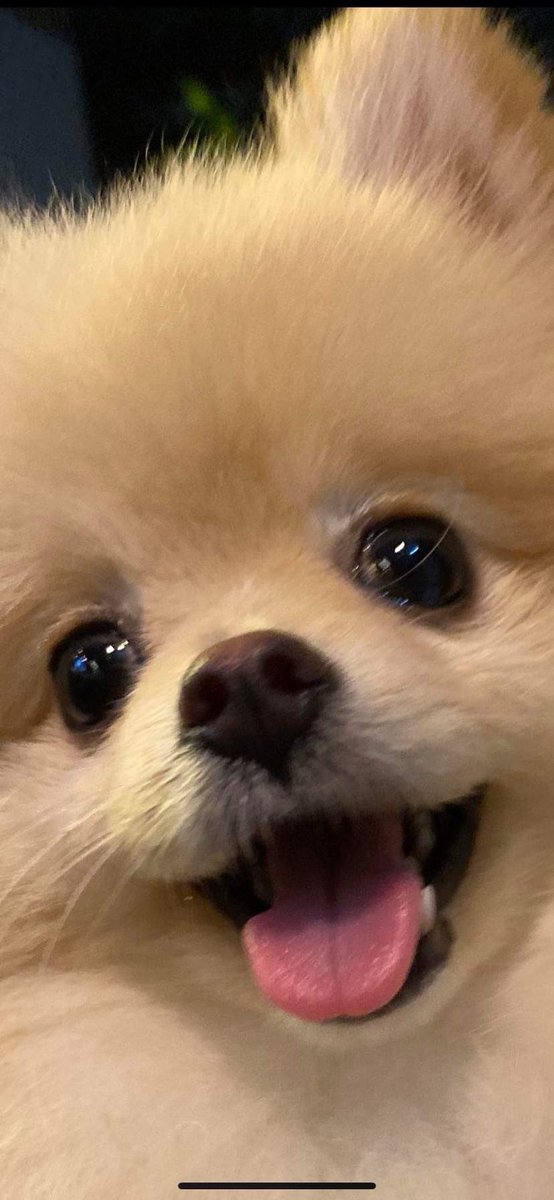 Dympsea's tweet photo. my friend is going away for a work getaway and I get to baby sit the cuuuutest for 3 days 🥺🥰 https://t.co/36o3E5wznq