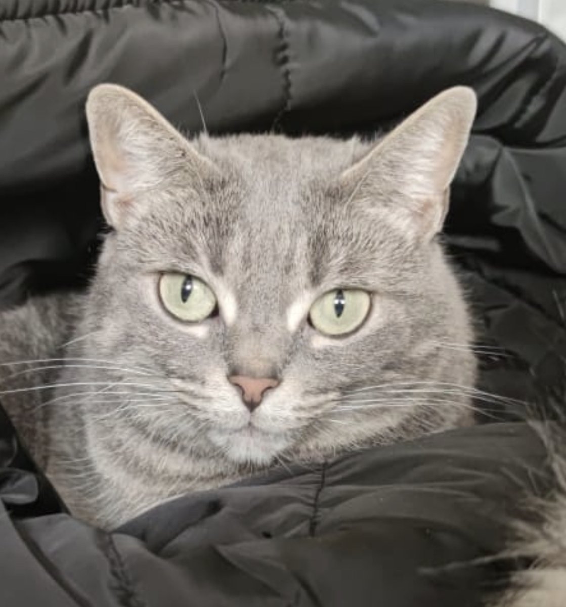 En Feel tenemos perros y gatos que buscan una familia, tras haber perdido la suya. En algunas ocasiones los casos que atendemos no permiten que las familias sigan unidas, en esos casos acogemos a los perros o gatos y les buscamos una nueva.
¿Me adoptas?
asociacionfeel.org/se-su-familia-…