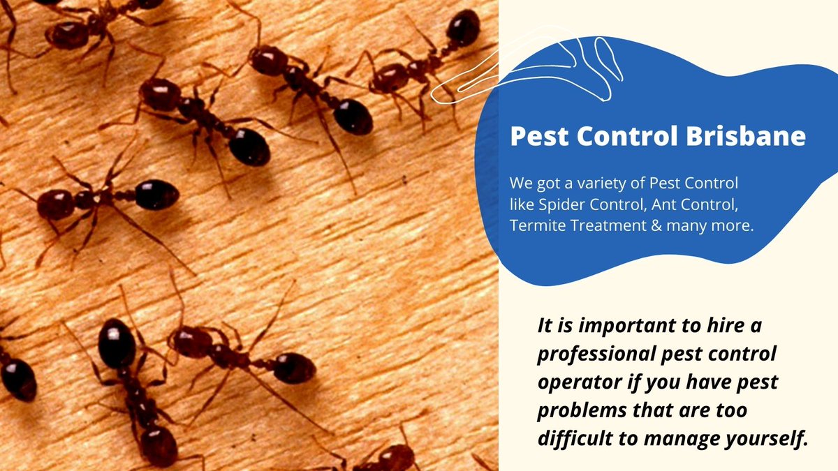 fastpestcontrol's tweet photo. When you notice cracks in your ceilings or call a professional to get your home pest-free. The pest control professionals will evaluate your property to determine the severity of the infestation.
Read More- https://t.co/I4Nfr8Vtec

#pestcontrolservices #Brisbane https://t.co/026PY3Dtkd