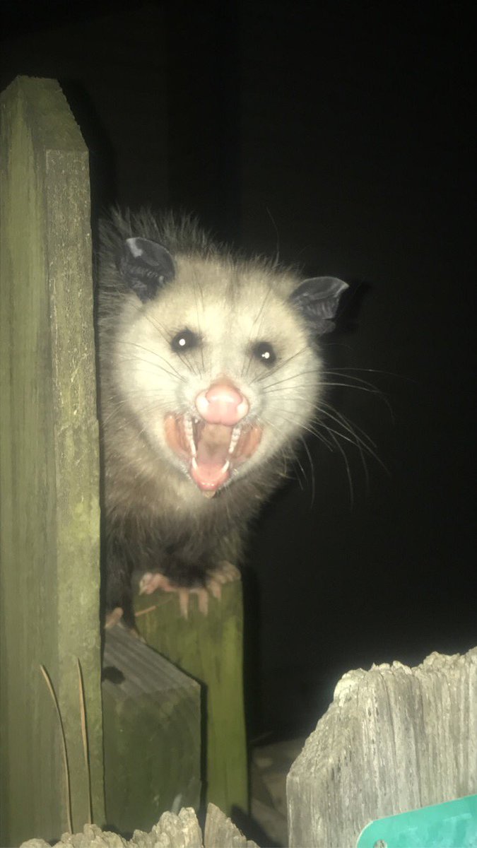 Possumeveryhour.io (@possumeveryhour) on Twitter photo 