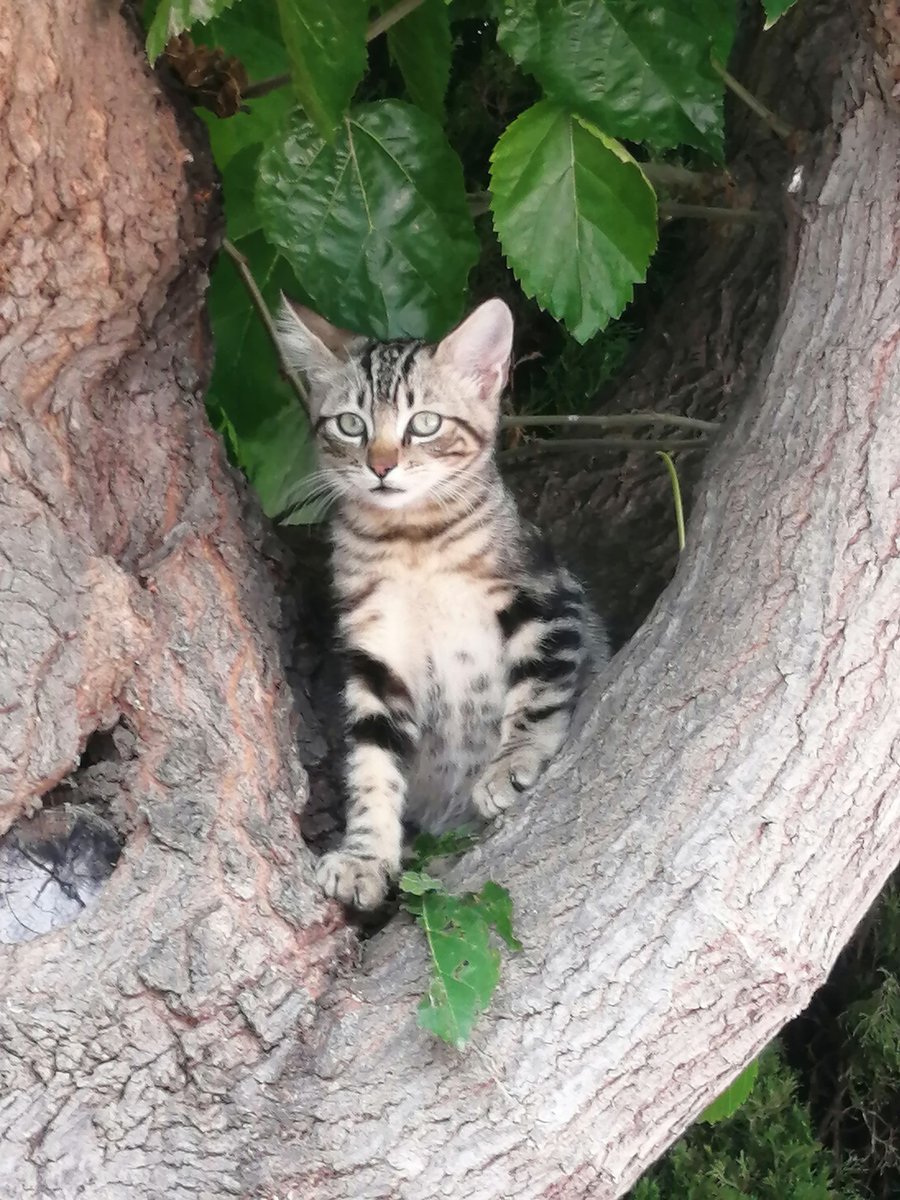 Hola gente!! Estoy dando estos dos gatitos en adopción porque los han abandonado en mi casa, si alguien esta interesado que me escriba, y si quieres ayudar puedes compartir!! (zona Alicante/Valencia)