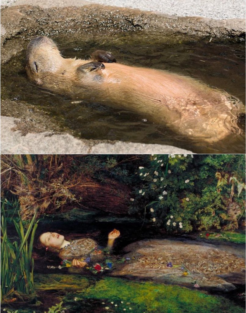 CAPYBARA MAN (@capybara_man) on Twitter photo 