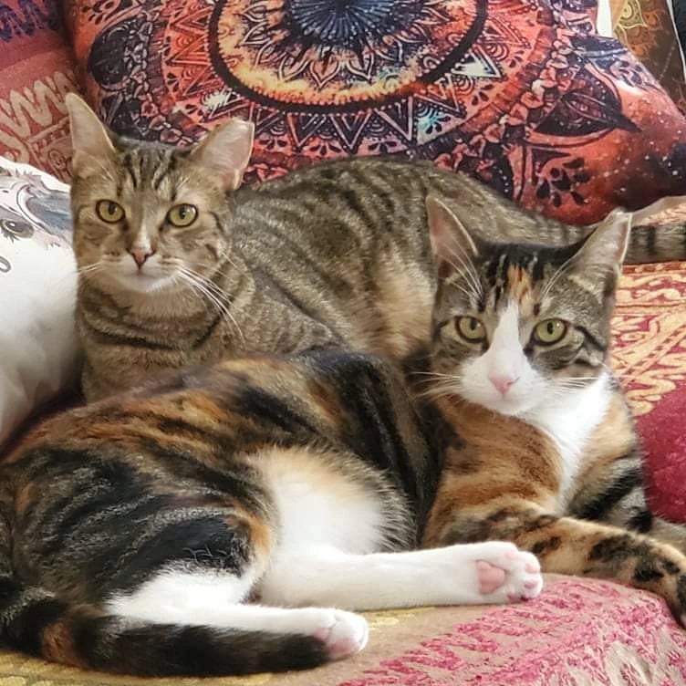 vonshlep's tweet photo. DeeDee and Mina are 1 today! Can we gets Happy Birthdays please? https://t.co/1tLiUkUbs9