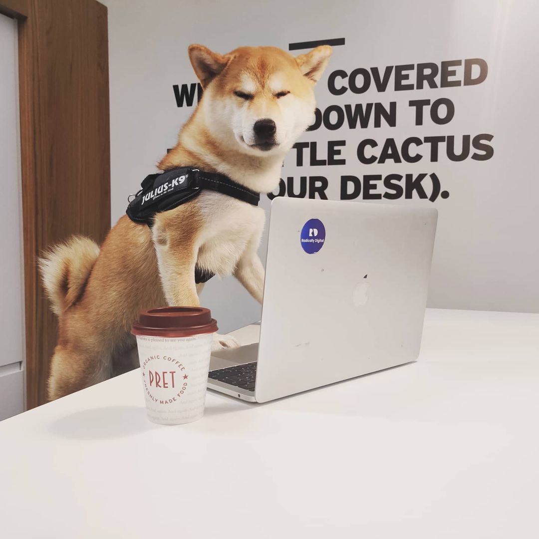 RadicallyDigit2's tweet image. Our new website radically.digital apparently doesn't have enough of Bonsai's photos; his disapproval is mildly evident. 
#worldanimalday #websitelaunch #websitedesign #londonbusiness #shibainu #doglife