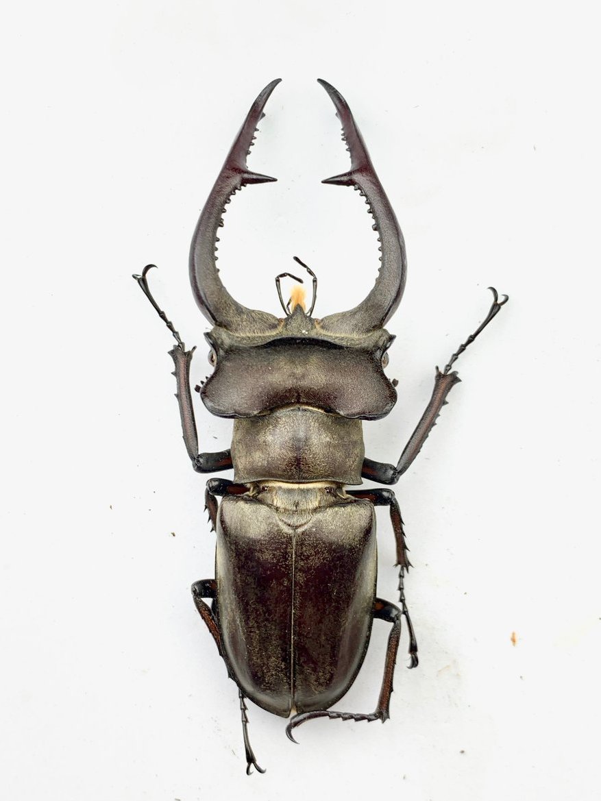 みち標本屋 (@insect_project) / Posts / X