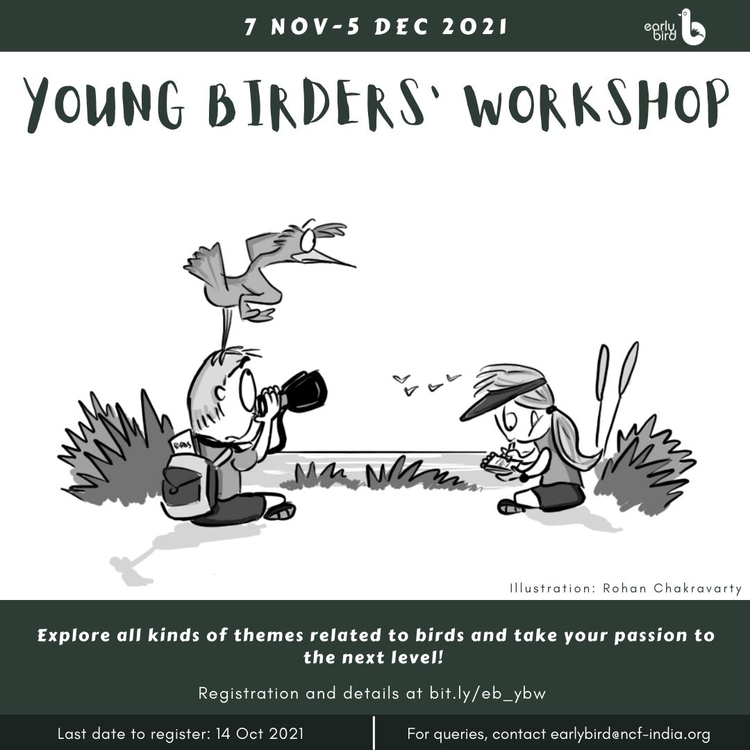 earlybirdncf's tweet photo. We are back with another Young Birders' Workshop! This 4-week workshop is meant for 11-13 year old young birders who wish to move beyond just bird identification. 
Dates: 7 Nov - 5 Dec 2021
Do you know anyone who'd be interested? Send them this link -
https://t.co/VPmx496rRB https://t.co/yRMshmTigQ
