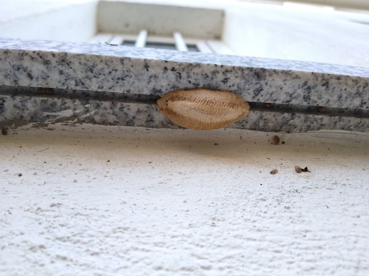 _jojonunes's tweet image. Can any #Entomology experts please tell me what these are? Found in NE #Portugal @WilderMag