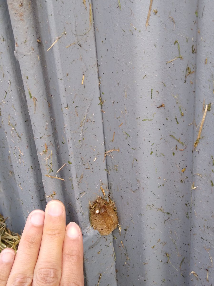 _jojonunes's tweet image. Can any #Entomology experts please tell me what these are? Found in NE #Portugal @WilderMag