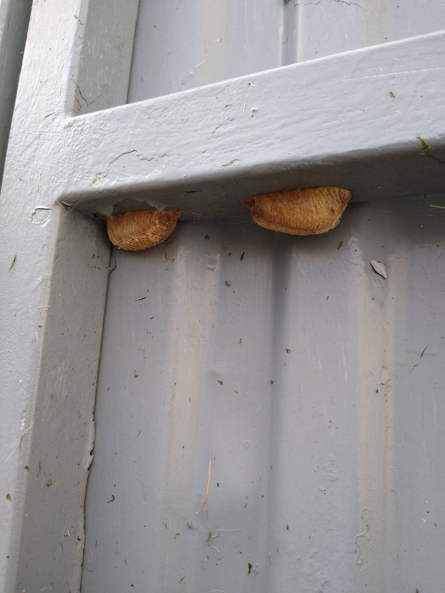 _jojonunes's tweet image. Can any #Entomology experts please tell me what these are? Found in NE #Portugal @WilderMag