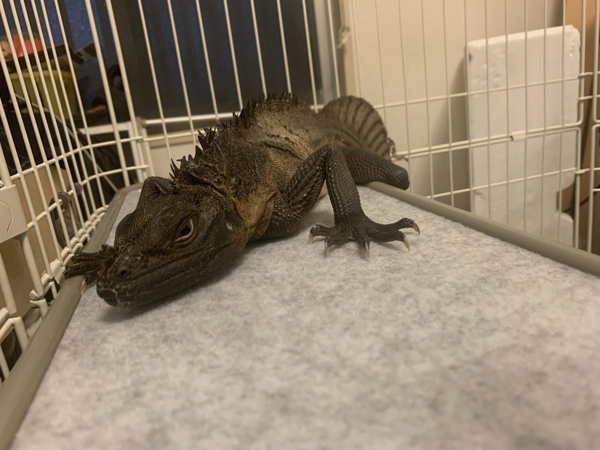 tmila0304's tweet photo. GODZILLA IS COMMING https://t.co/uGi2BYrujW
