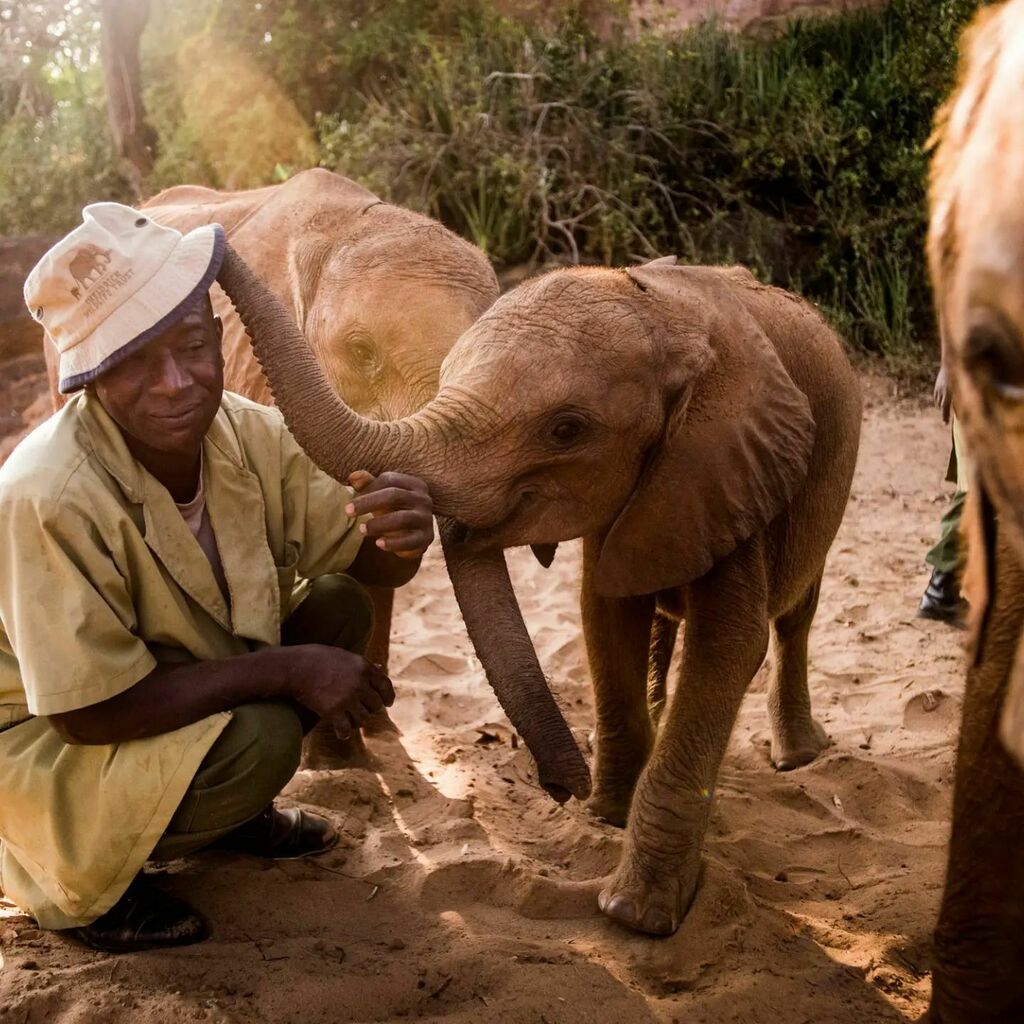 FERRON_Fashion's tweet photo. Today is #WorldAnimalDay and we are celebrating the wonders of wildlife with our charity partner @SheldrickTrust. FERRON’s elephant logo represents our love for animals and today we wanted to give a special shout out to the Sheldrick Wildlife Trust. Reno… https://t.co/joopTehjou https://t.co/SynJl1AuwJ